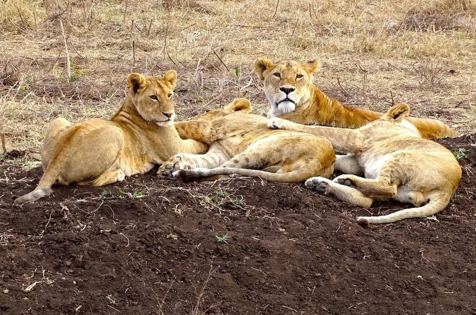 Lioness relaxing